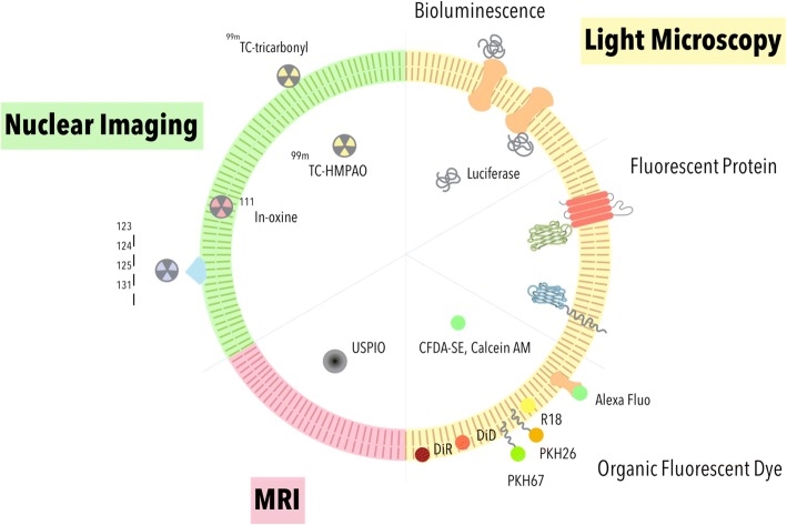 Strategies for exosome labeling and imaging.